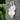 Mamo 18 IP43 Exterior Wall Bracket White Sand with Seed Glass