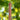 Tree MR11 12V Oblong IP23 Pendant Embossed Copper
