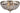 Le Pavillon CTC Close to Ceiling - Large - Lighting Superstore