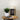Lucia Table Lamp Wood and Black Shade Black
