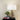 Sedona Twisted Table Lamp Timber