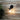 Newton Wall Light Matt Black Black