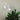 Vespa Twin Floor Lamp White White
