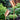 Spike Copper Garden Spot Spike Light - Lighting Superstore